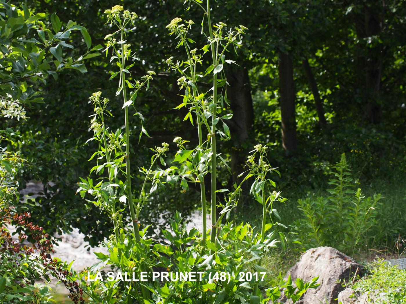 Lovage plant